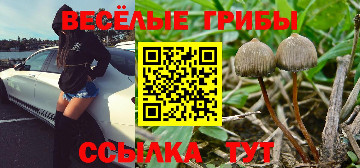 что такое   Вход с VPN  Ярославль  Галлюциногенные грибы мицелий 
